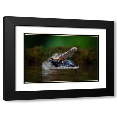 Got A Very Big Fish Black Modern Wood Framed Art Print with Double Matting by Setiadi, Ajar