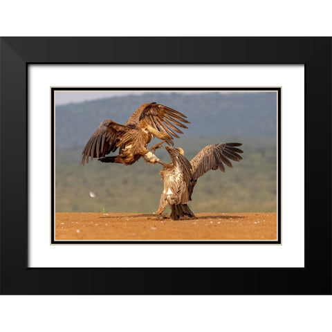 Vulture Fight Black Modern Wood Framed Art Print with Double Matting by Catta, Alessandro