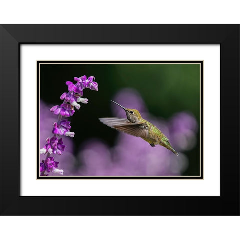 Welcome To The Purple World Black Modern Wood Framed Art Print with Double Matting by Huang, Xiaojian