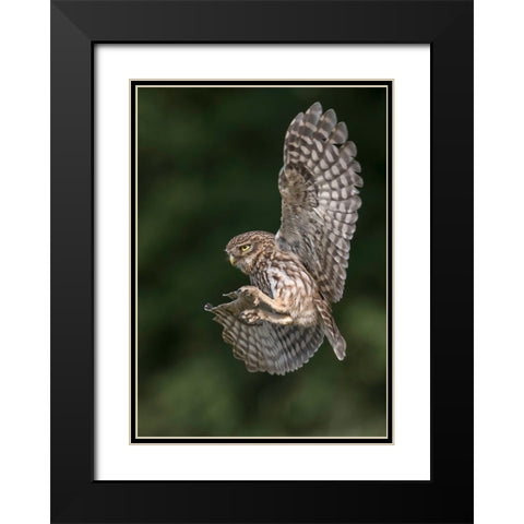 Little Owl Black Modern Wood Framed Art Print with Double Matting by Helsen, Eddy