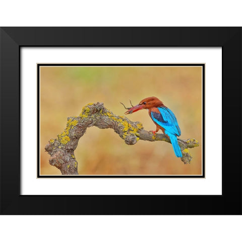 White Throated Kingfisher Black Modern Wood Framed Art Print with Double Matting by Manusevich, David