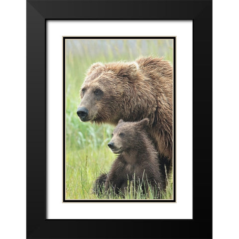 Momma Bear and Cub Portrait Black Modern Wood Framed Art Print with Double Matting by D Lester, Linda