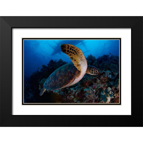 Green Sea Turtle Black Modern Wood Framed Art Print with Double Matting by Y Lin, Ryan