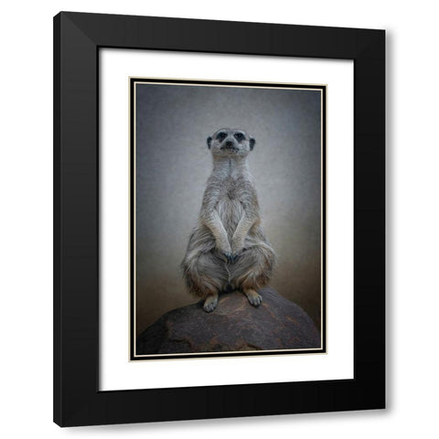 Suricata Suricatta - Sentinel Of The Desert Black Modern Wood Framed Art Print with Double Matting by Guillemot, Mathilde