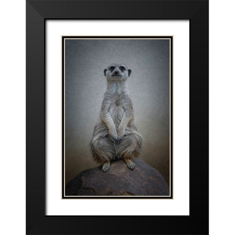 Suricata Suricatta - Sentinel Of The Desert Black Modern Wood Framed Art Print with Double Matting by Guillemot, Mathilde