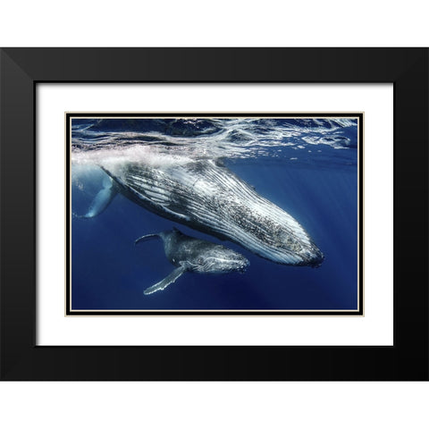 Humpback Whales Black Modern Wood Framed Art Print with Double Matting by Peneau, Cedric