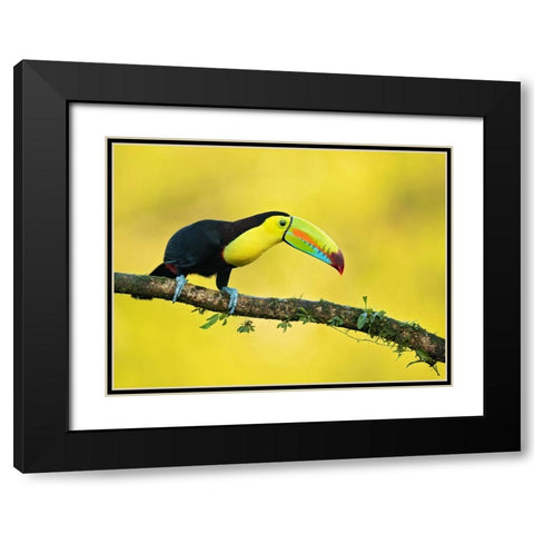 Keel-Billed Toucan Black Modern Wood Framed Art Print with Double Matting by Zygmunt, Milan