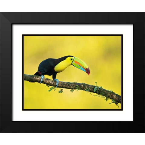 Keel-Billed Toucan Black Modern Wood Framed Art Print with Double Matting by Zygmunt, Milan