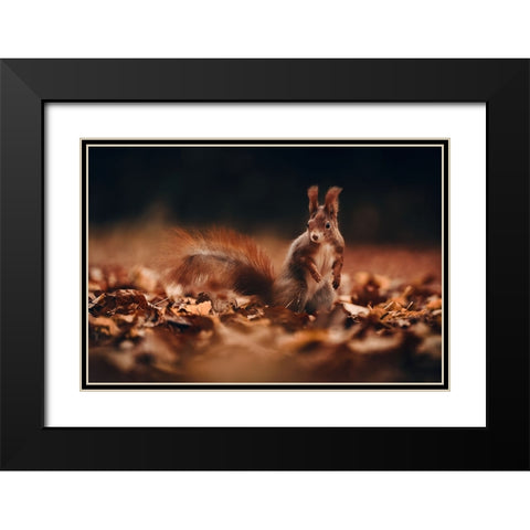 Red Squirrel (Sciurus Vulgaris) Black Modern Wood Framed Art Print with Double Matting by Furch, Lukas