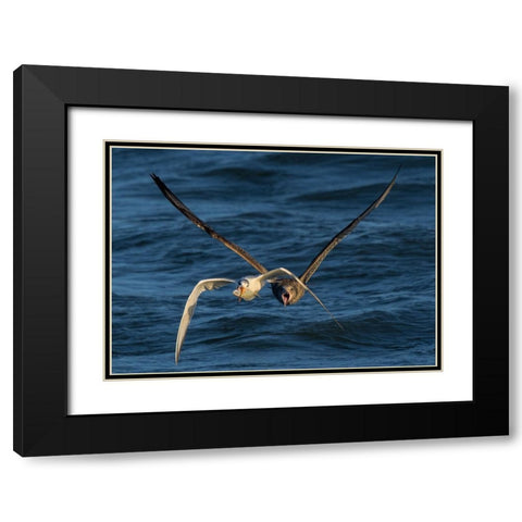 Chase On The High Sea Black Modern Wood Framed Art Print with Double Matting by Fan, John