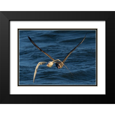 Chase On The High Sea Black Modern Wood Framed Art Print with Double Matting by Fan, John