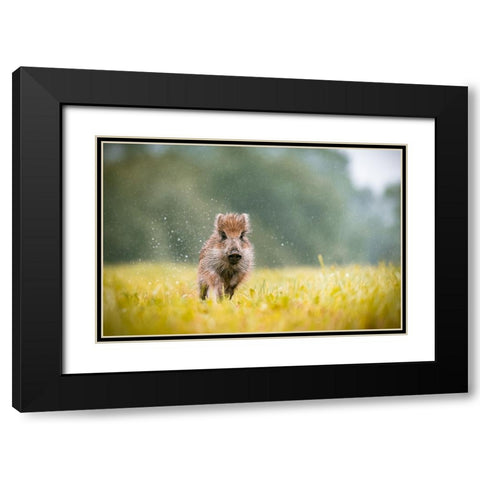 The Wild Boar (Sus Scrofa) Black Modern Wood Framed Art Print with Double Matting by Rozehnal, Jan