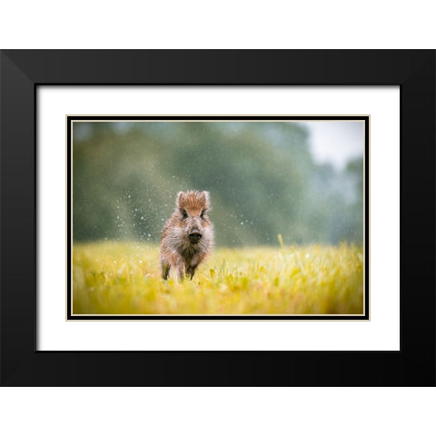 The Wild Boar (Sus Scrofa) Black Modern Wood Framed Art Print with Double Matting by Rozehnal, Jan