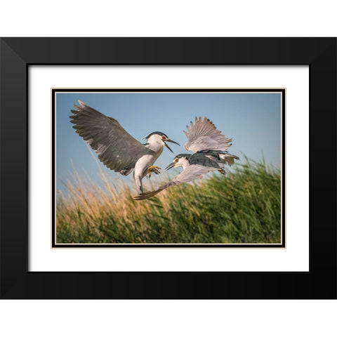 Courtship Black Modern Wood Framed Art Print with Double Matting by Hu, Mei