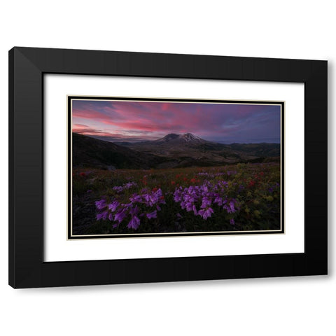 Blooming Wildflower At Mt. St Helens Black Modern Wood Framed Art Print with Double Matting by Jacobs, Lydia