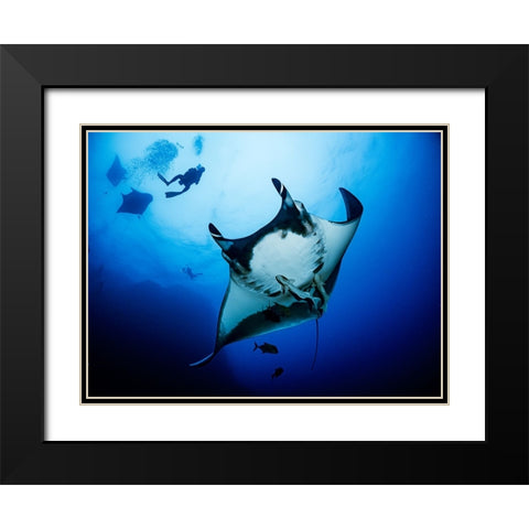 Isla Socorro Black Modern Wood Framed Art Print with Double Matting by Ichinoseki, Sayaka