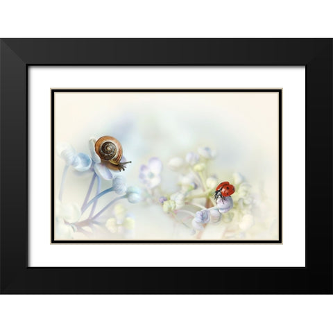 Snail And Ladybird On Hydrangea Black Modern Wood Framed Art Print with Double Matting by Van Deelen, Ellen