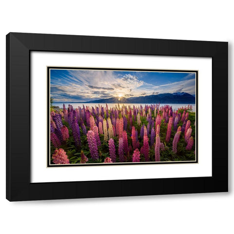 Lupins lakeside Black Modern Wood Framed Art Print with Double Matting by Zhen Yu, James