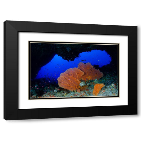 Red Sea Fan Black Modern Wood Framed Art Print with Double Matting by Y Lin, Ryan