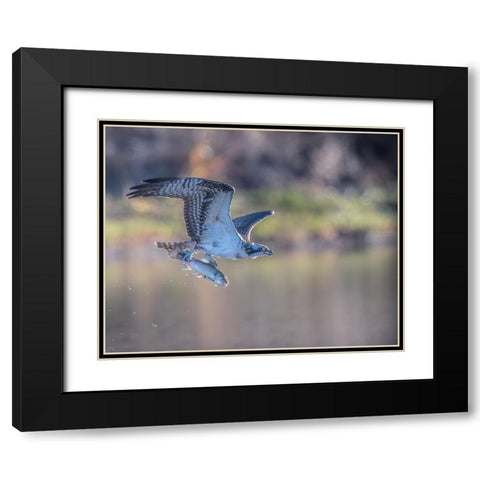 Osprey Flying With Fish Black Modern Wood Framed Art Print with Double Matting by Tseng, Judy