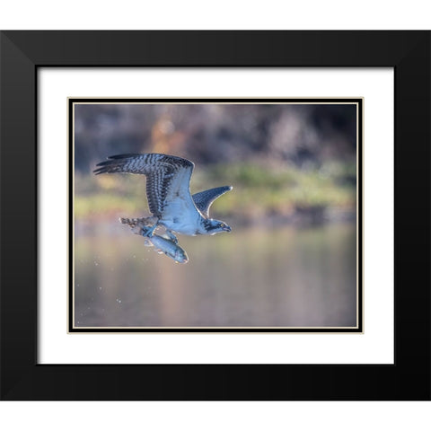 Osprey Flying With Fish Black Modern Wood Framed Art Print with Double Matting by Tseng, Judy