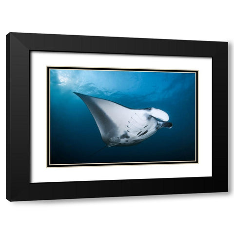 Majestic Manta Black Modern Wood Framed Art Print with Double Matting by Peneau, Cedric