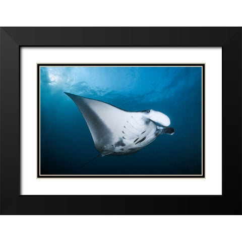 Majestic Manta Black Modern Wood Framed Art Print with Double Matting by Peneau, Cedric