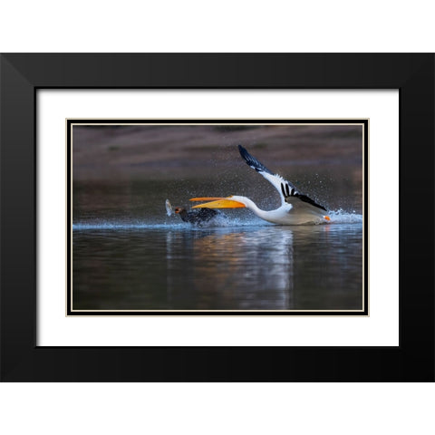 Gimme The Fish! Black Modern Wood Framed Art Print with Double Matting by Tseng, Judy