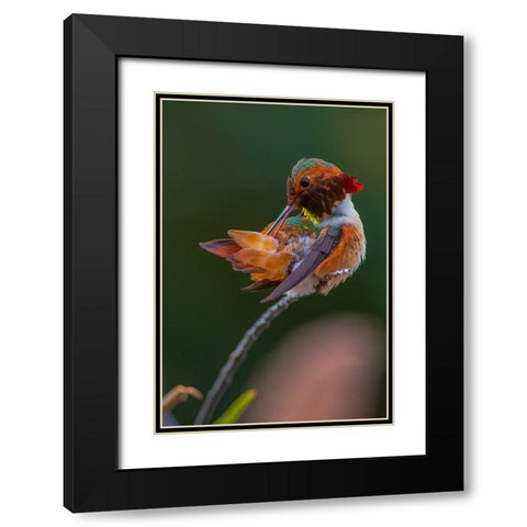Hummingbird Black Modern Wood Framed Art Print with Double Matting by Huang, Johnson
