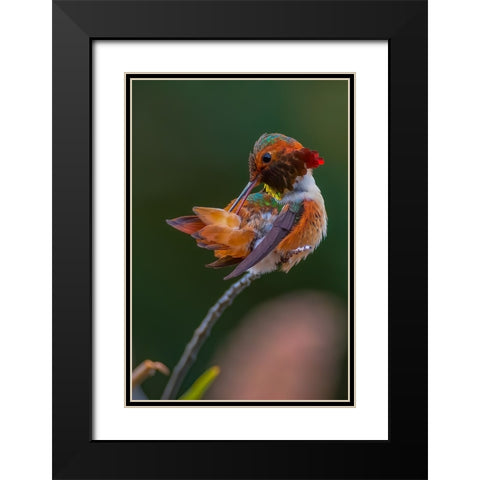 Hummingbird Black Modern Wood Framed Art Print with Double Matting by Huang, Johnson