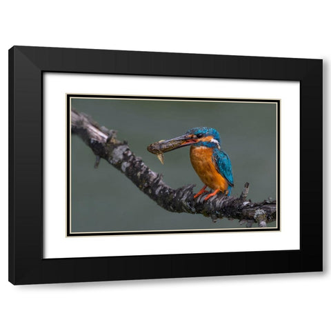 Dinner Time Black Modern Wood Framed Art Print with Double Matting by Balantic, Peter