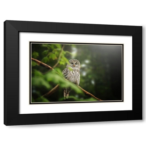 Ural Owl Black Modern Wood Framed Art Print with Double Matting by Svestka, Jiri