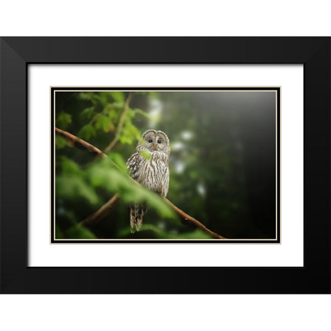 Ural Owl Black Modern Wood Framed Art Print with Double Matting by Svestka, Jiri