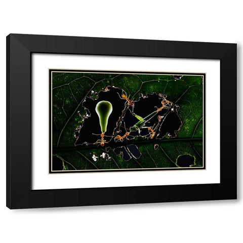 The Ant World Black Modern Wood Framed Art Print with Double Matting by Herliyanto, Gatot