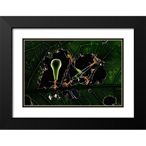 The Ant World Black Modern Wood Framed Art Print with Double Matting by Herliyanto, Gatot