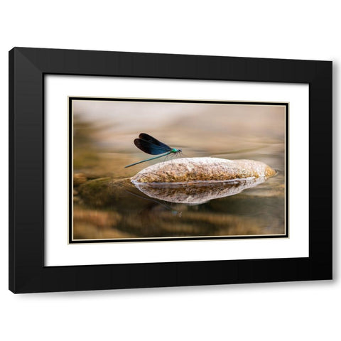 Damselfly Black Modern Wood Framed Art Print with Double Matting by Deng, Ivy