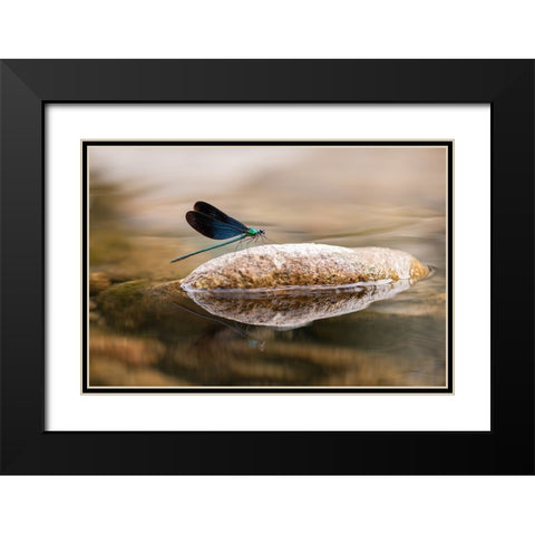Damselfly Black Modern Wood Framed Art Print with Double Matting by Deng, Ivy