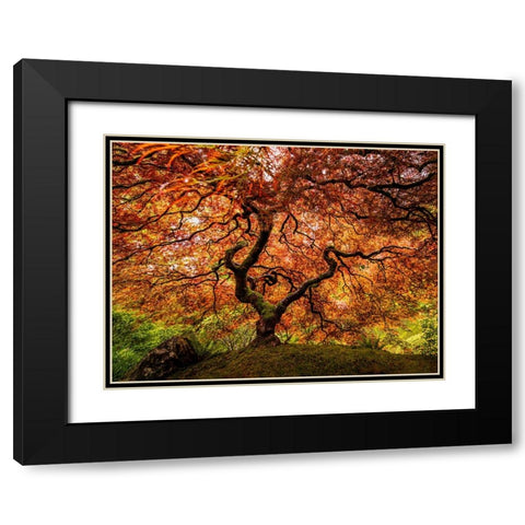 A Senior Maple Tree Black Modern Wood Framed Art Print with Double Matting by Yu, Wenjin