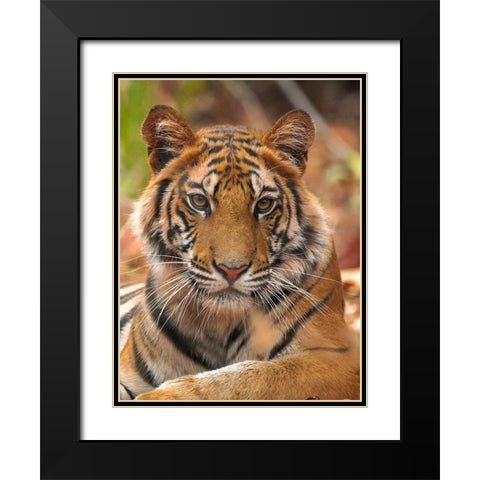 The Tiger Portrait Black Modern Wood Framed Art Print with Double Matting by Sethi, Sumangal