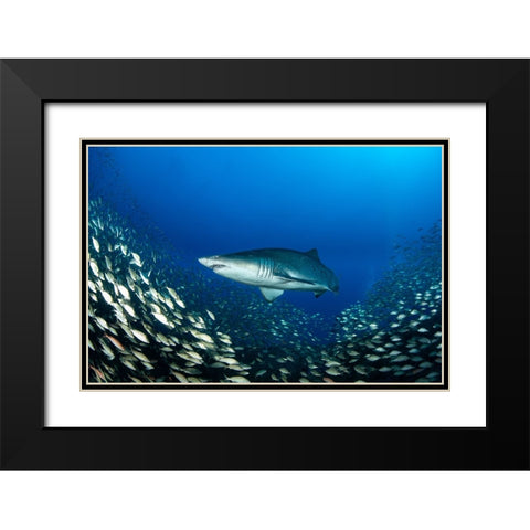 Ocean King Black Modern Wood Framed Art Print with Double Matting by Y Lin, Ryan