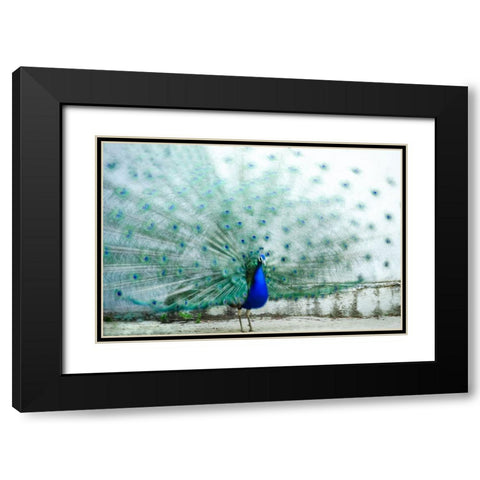 Peacock Black Modern Wood Framed Art Print with Double Matting by Polo, Piera