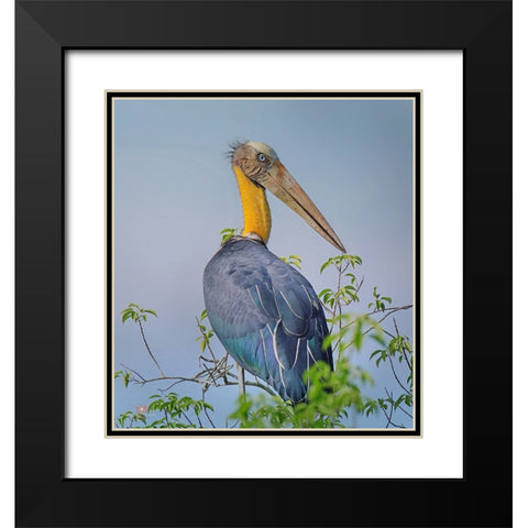 Lesser Adjutant Black Modern Wood Framed Art Print with Double Matting by Ghosh, Indranil