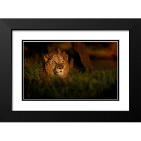The King Black Modern Wood Framed Art Print with Double Matting by Eichelberg, Amnon