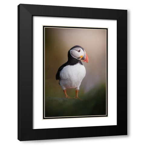 Puffin Posing In The Late Night Sun Black Modern Wood Framed Art Print with Double Matting by Renmyr, Magnus