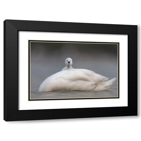 Cute Chick With Mum Black Modern Wood Framed Art Print with Double Matting by Roshkumar