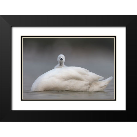 Cute Chick With Mum Black Modern Wood Framed Art Print with Double Matting by Roshkumar