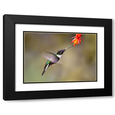 Slow Motion Of A Humming Bird Black Modern Wood Framed Art Print with Double Matting by And Wei, Siyu
