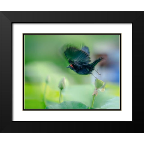 Black Bird Flying Over Lotus Seed Pod Black Modern Wood Framed Art Print with Double Matting by Liang, Ken