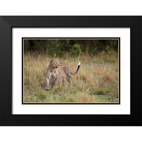Leopard In The Morning Black Modern Wood Framed Art Print with Double Matting by Pozzi, Marco