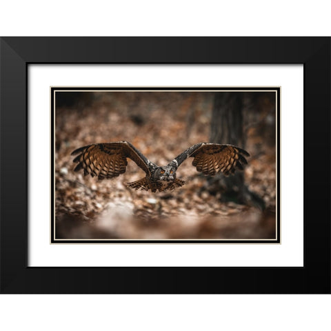 The Eurasian Eagle-Owl (Bubo Bubo) Black Modern Wood Framed Art Print with Double Matting by Rozehnal, Jan